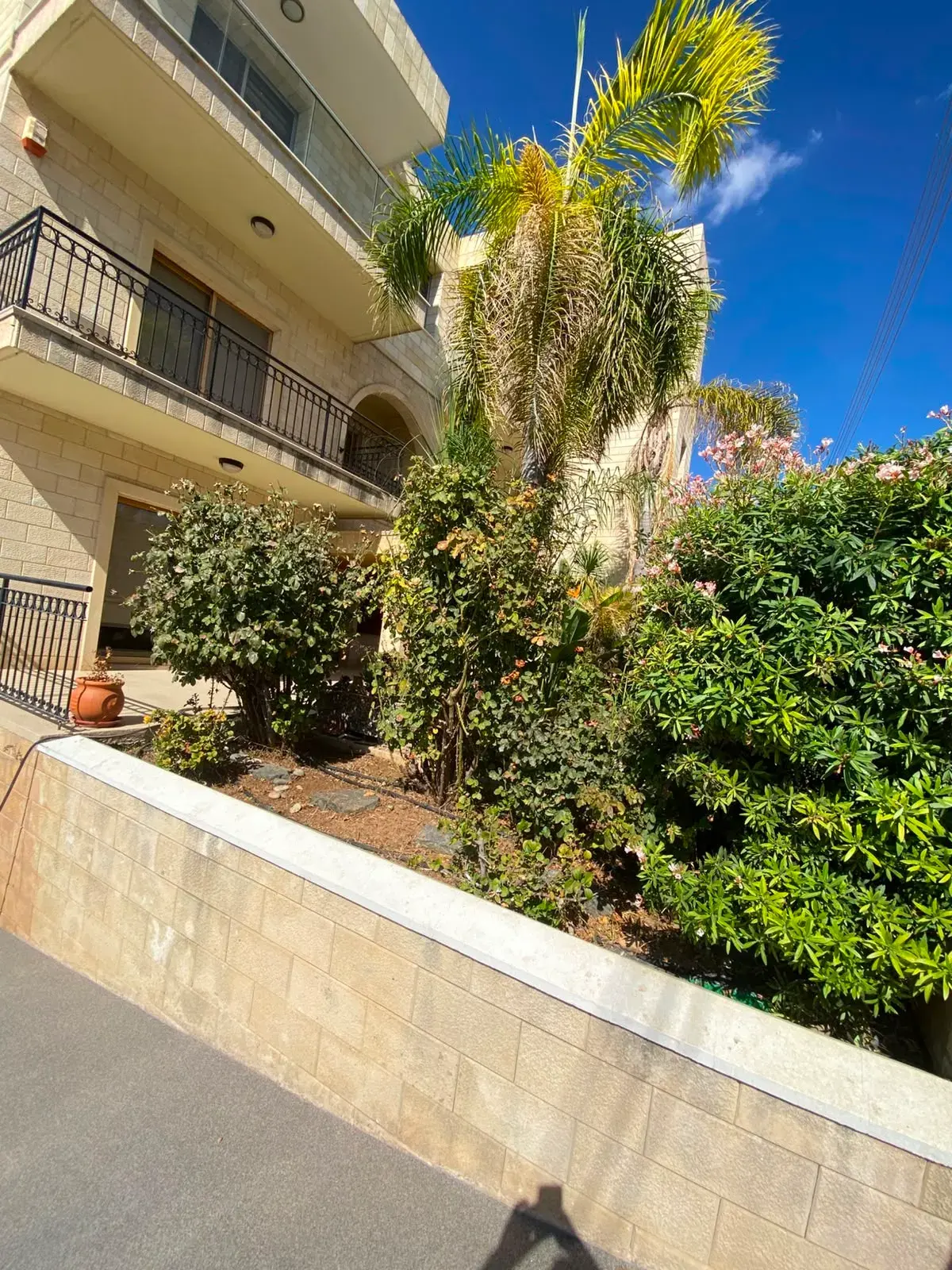 Front garden shrubs, After