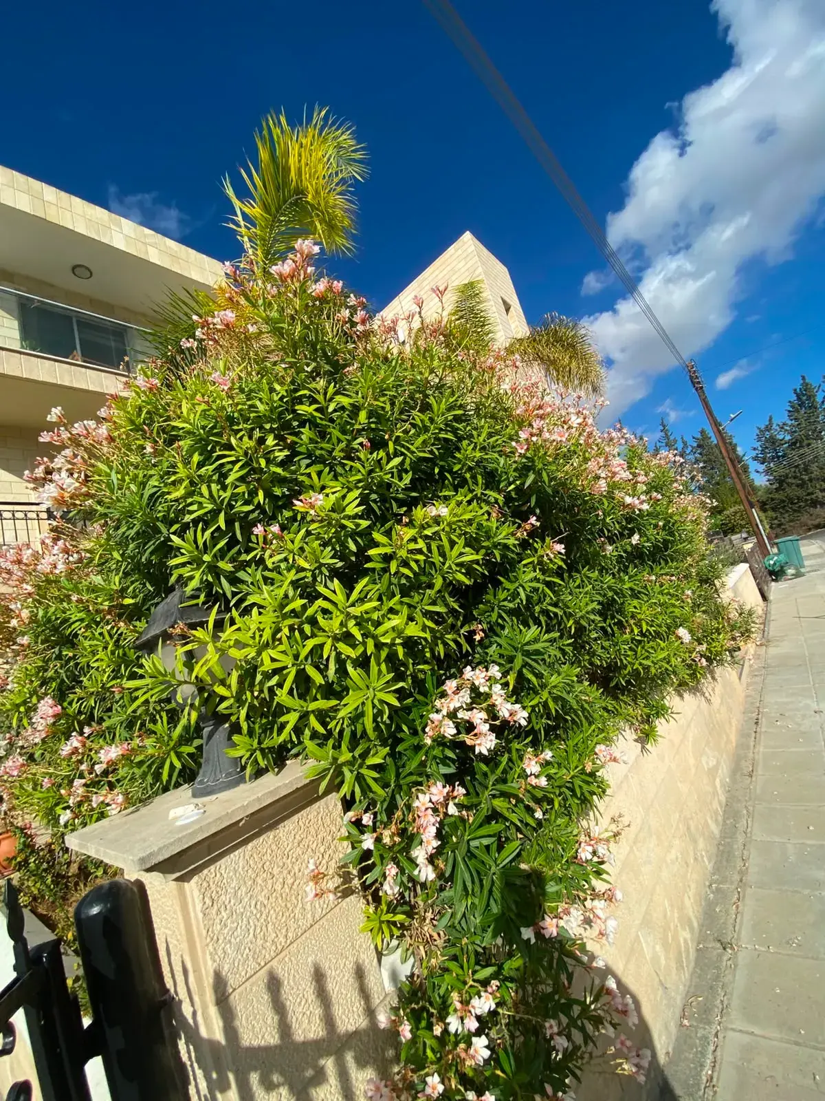 Front garden shrubs, Before