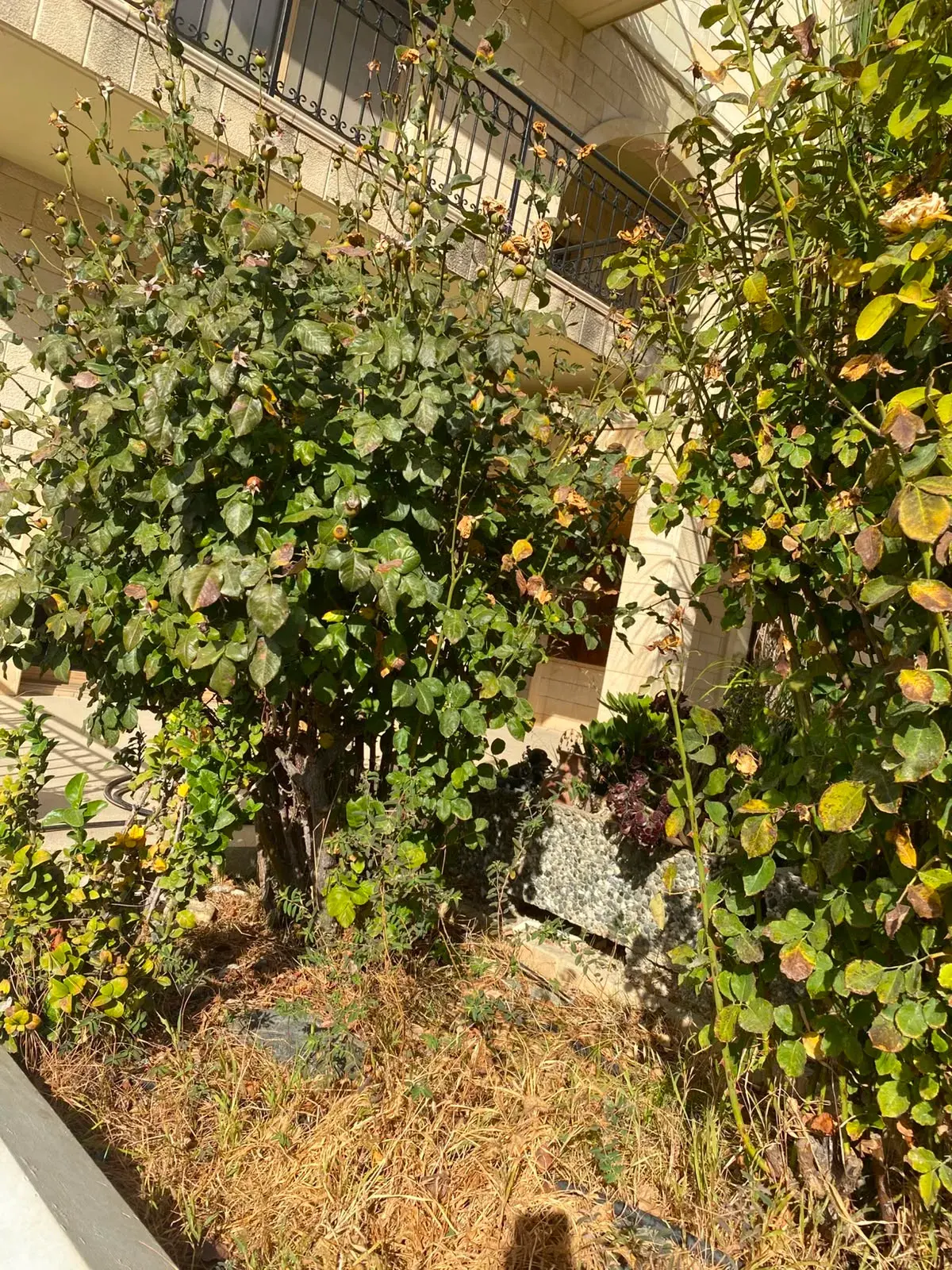 Rose bed, Before